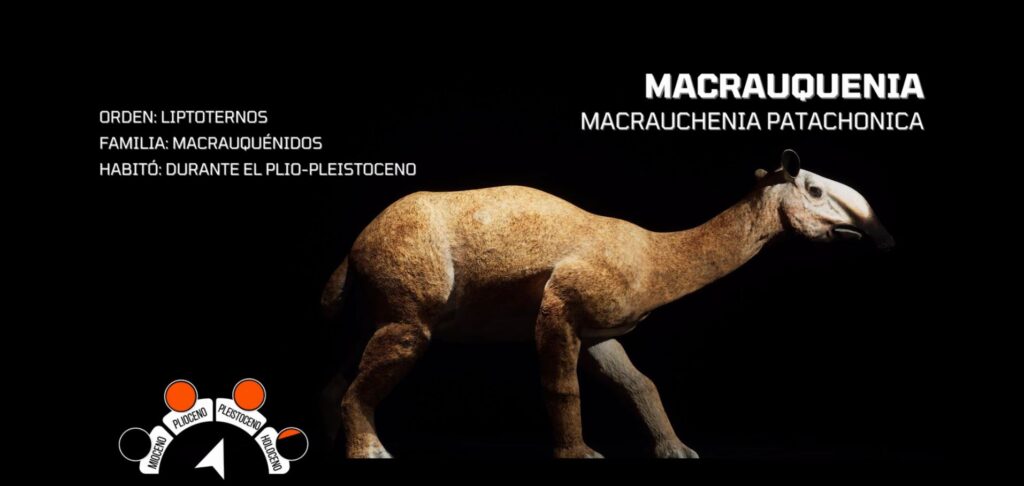 Infografía Macrauquenia